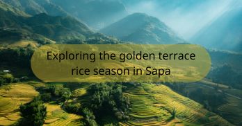 When is the golden rice terrace season in Sapa? A complete guide - Handspan Travel